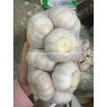 2018 hot selling clean normal white fresh garlic